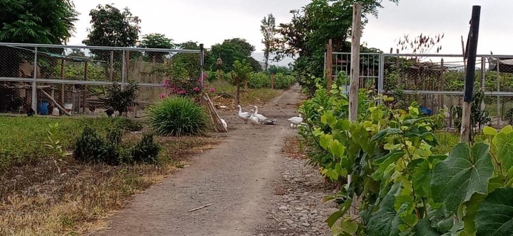 La Vina De Oscar Guest House Nuevo Imperial Eksteriør bilde