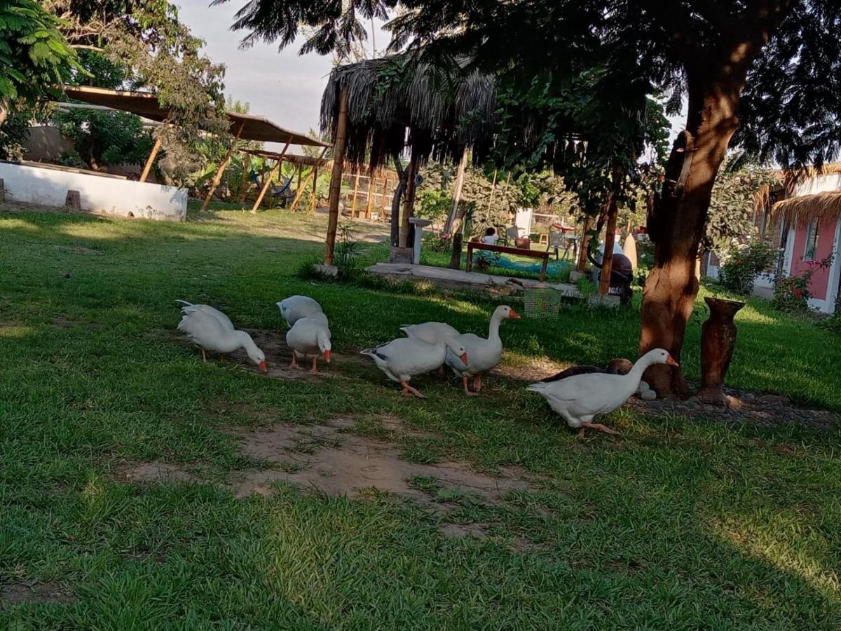 La Vina De Oscar Guest House Nuevo Imperial Eksteriør bilde